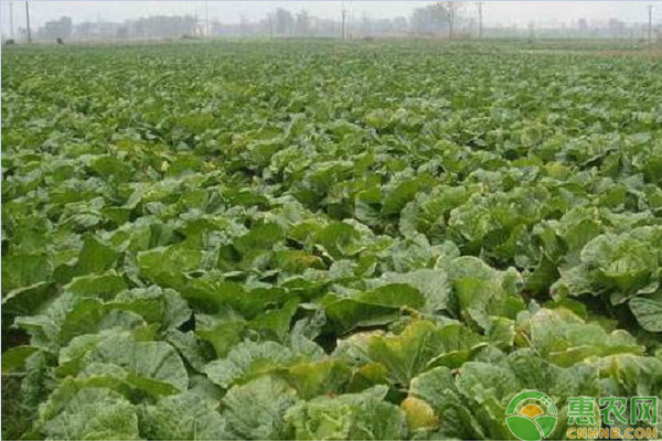 露地大白菜的農(nóng)事栽培月歷